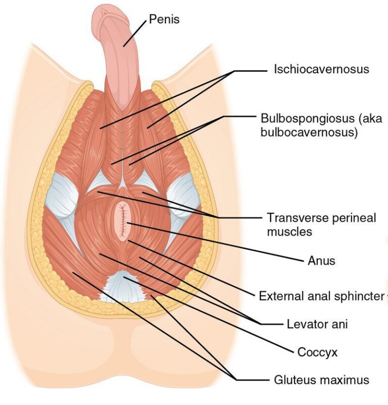 Guide To Performing Analingus Tips And Techniques